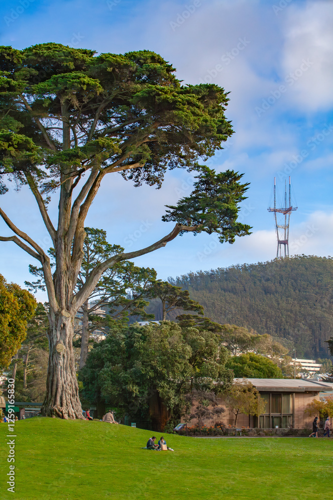 A large tree stands in Golden Gate Park, San Francisco, with Sutro Tower on a nearby hill under a blue sky with clouds, creating a peaceful and scenic urban landscape.