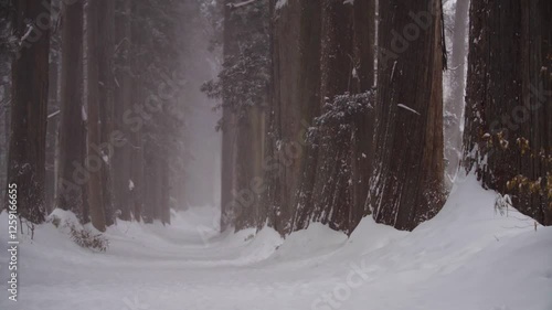 長野県長野市　戸隠神社奥社の雪が降る景色
