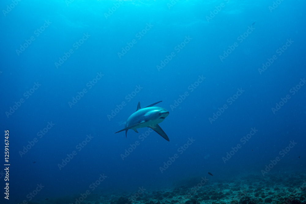 Fototapeta premium threshershark(ニタリザメ)