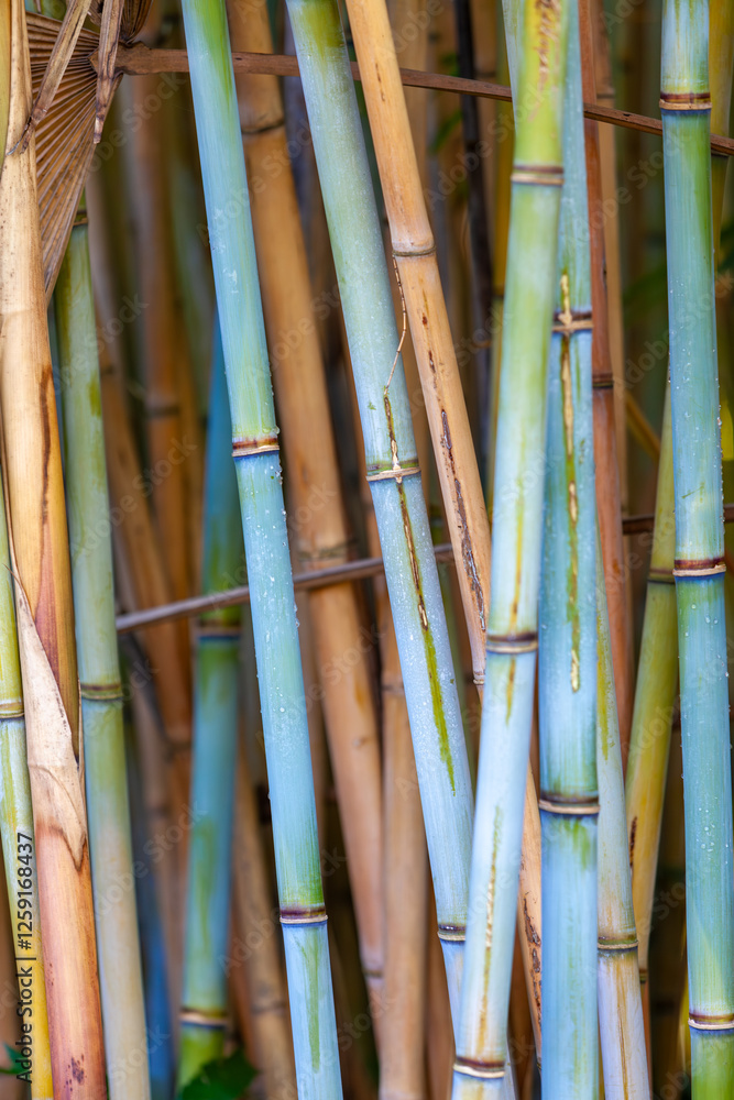 The image shows a close-up of bamboo stalks with varying shades of green and blue, creating a natural and tranquil botanical background.