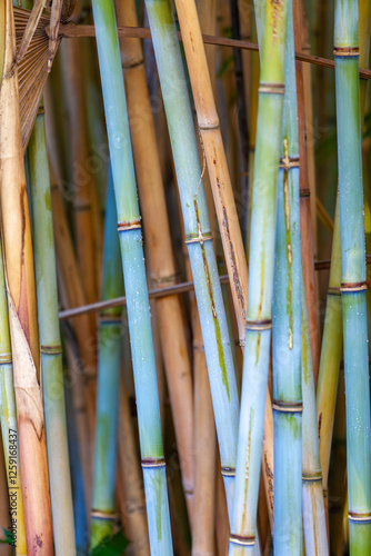 Obraz na płótnie The image shows a close-up of bamboo stalks with varying shades of green and blue, creating a natural and tranquil botanical background. w salonie