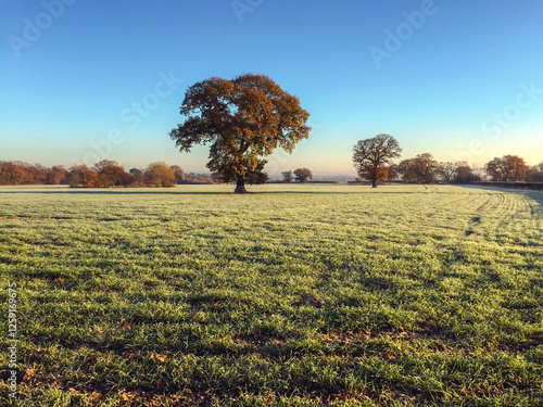 Wallpaper Mural Early Morning Frost Covered Field Trees Sunrise Torontodigital.ca