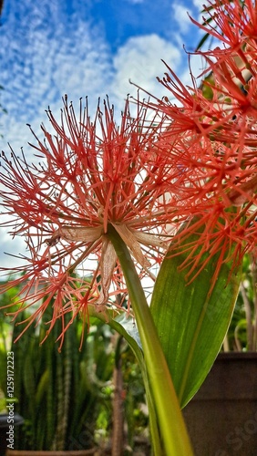 Vibrant Scadoxus in full bloom photo