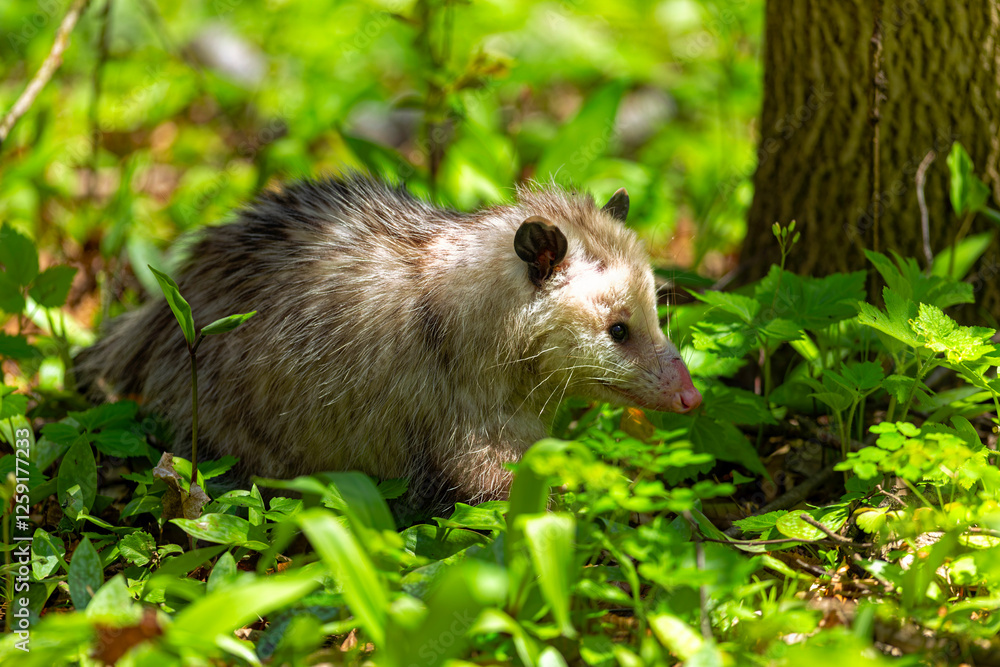 The Virginia opossum (Didelphis virginiana) The Virginia opossum (Didelphis virginiana)