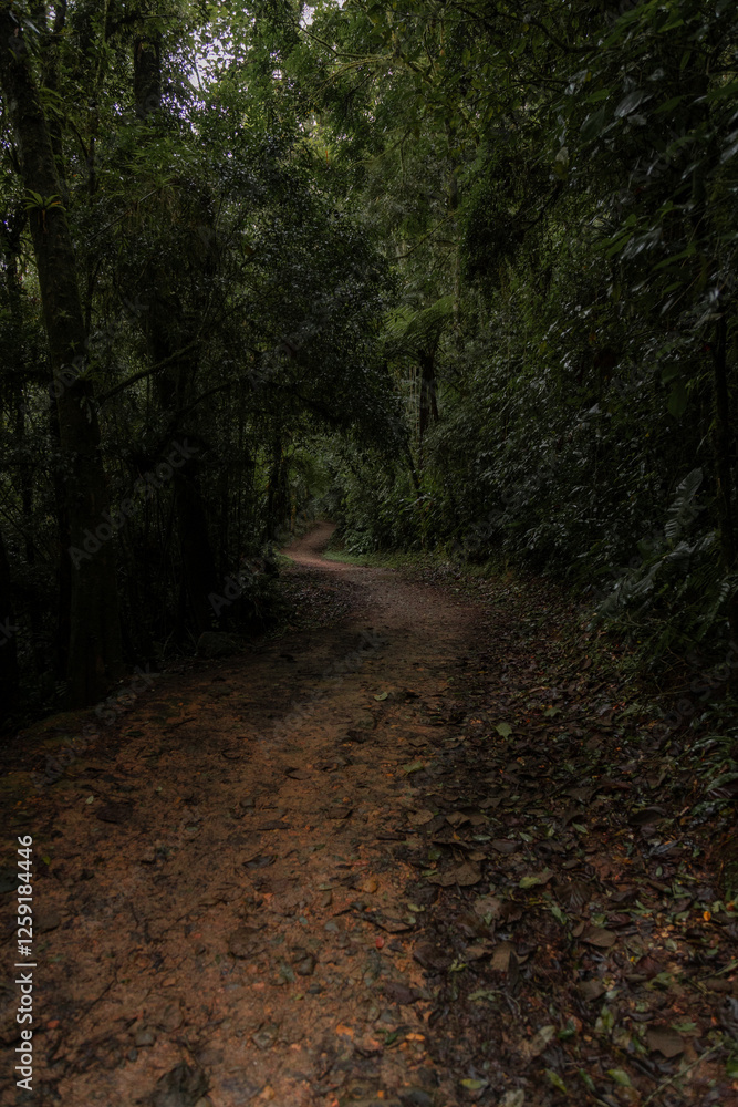 Fototapeta premium Caminho, trilha na floresta