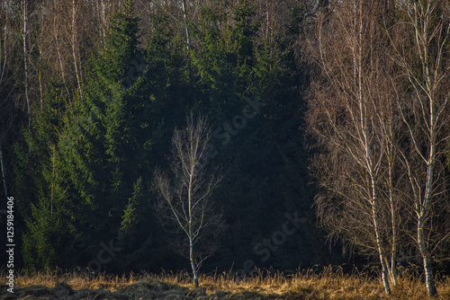 Fototapeta Naklejka Na Ścianę i Meble -  Wieczór
