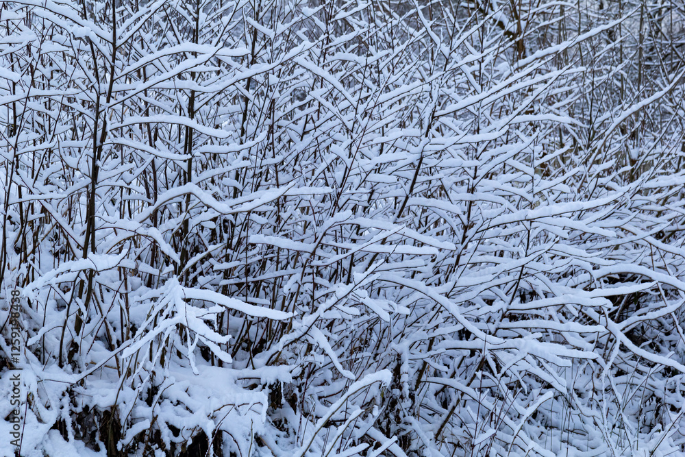 Delicate branches of a deciduous tree covered in fresh snow on a cold winter day. A beautiful close-up of winter nature Delicate branches of a deciduous tree covered in fresh snow on a cold winter day. A beautiful close-up of winter nature