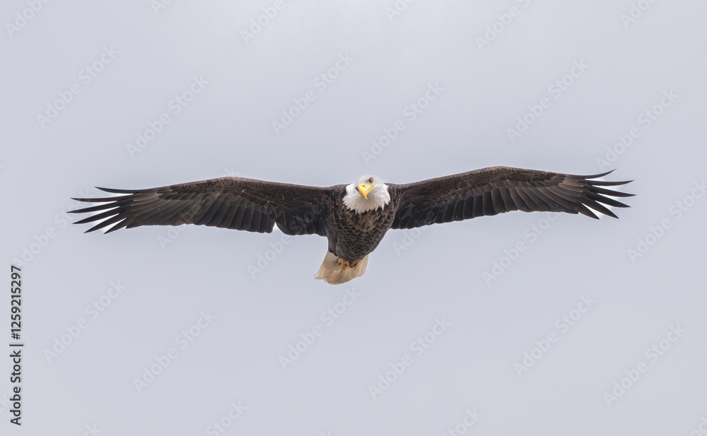Obraz premium American bald eagle in flight.