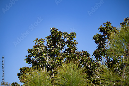 Trees against a blue sky