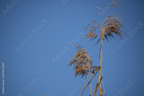 Sea Grass in the wind against a blue sky