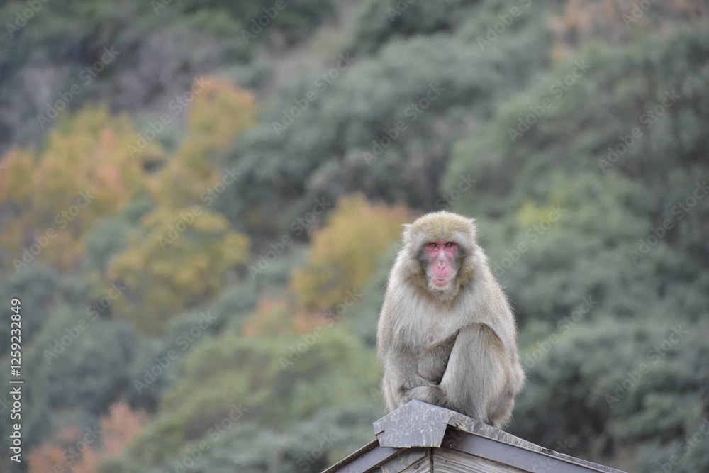 Naklejka premium monkey on the roof