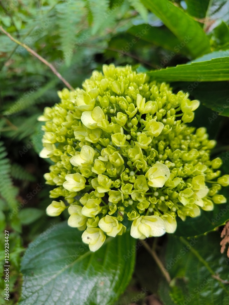 Buds of Hortensia flower or Hydrangea macrophylla or Bunga Bokor before blooming in Telaga Warna lake, Banjarnegara, Indonesia. Buds of Hortensia flower or Hydrangea macrophylla or Bunga Bokor before blooming in Telaga Warna lake, Banjarnegara, Indonesia.