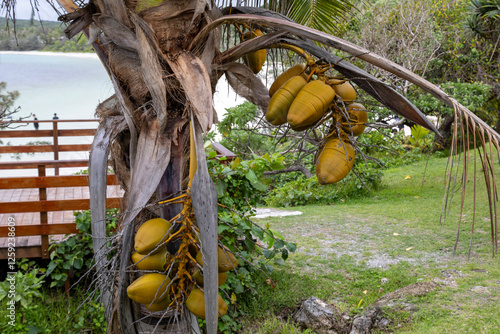 Luecila Coconut Tree by the Sea photo