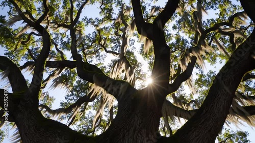 Sunlight filtering through majestic oak tree branches with spanish moss swaying in the breeze