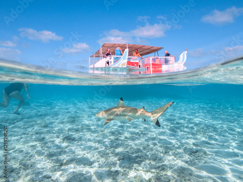Swimming with reef sharks and stingrays at Bora Bora