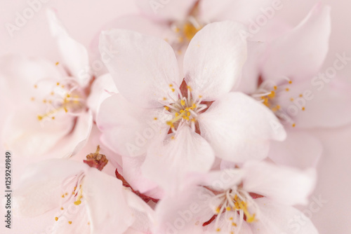 桜の花びらのクローズアップ