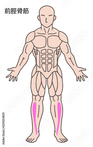 前脛骨筋、人体の筋肉図