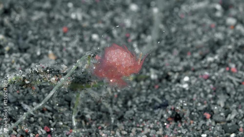 A small red shrimp sits on swaying seaweed imitating a piece of red seaweed. Red algae shrimp (Phycocaris simulans) Western Pacific, 1 cm. ID: tiny, mimics floating red algae. photo