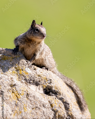 California Ground Squirrel (Otospermophilus beecheyi) photo