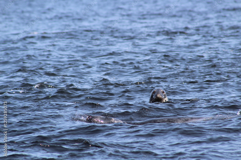 Harbour Seals in Quebec Tadoussac Nature St Lawrence Harbour Seals in Quebec Tadoussac Nature St Lawrence