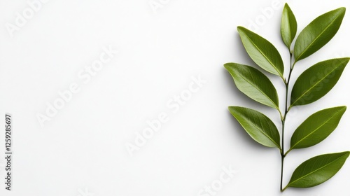Fresh Green Leaves on White Background for Nature and Wellness Theme