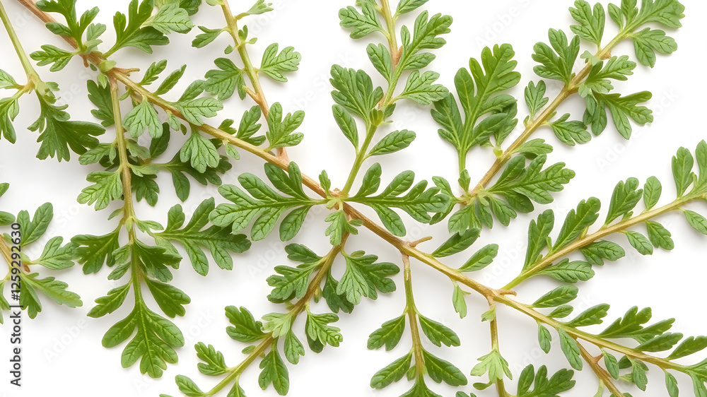 Falling oregano leaves isolated on white background Falling oregano leaves isolated on white background