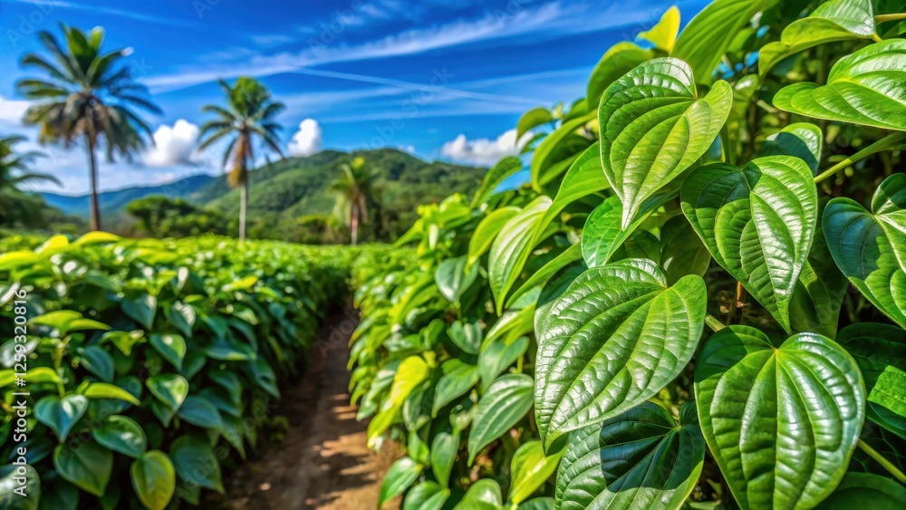 Freshly harvested Piper methysticum plant leaves on a sunny farm in Fiji, with lush greenery and bright blue sky background , botanical garden, leaf harvesting Freshly harvested Piper methysticum plant leaves on a sunny farm in Fiji, with lush greenery and bright blue sky background , botanical garden, leaf harvesting
