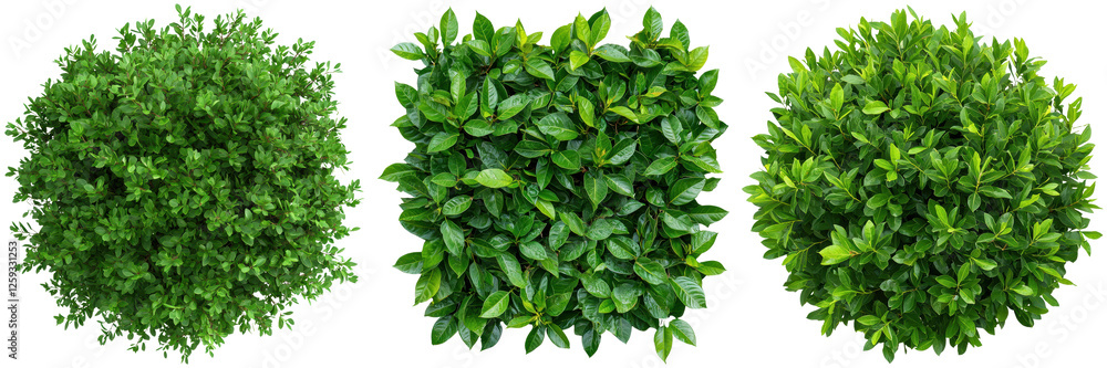 Lush Green Bushes in Varied Shapes for Landscape Design Projects Lush Green Bushes in Varied Shapes for Landscape Design Projects