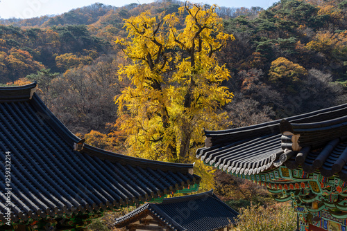 Yongmunsa Temple and the Old Ginkgo Tree