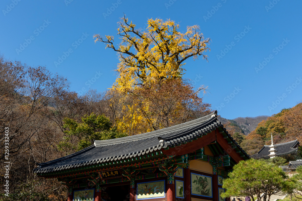 Yongmunsa Temple and the Old Ginkgo Tree Yongmunsa Temple and the Old Ginkgo Tree