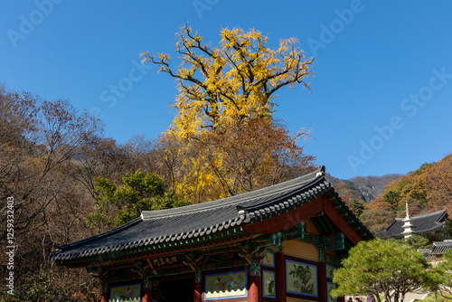 Yongmunsa Temple and the Old Ginkgo Tree