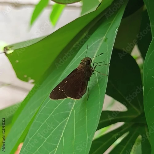 a skipper butterfly of the borbo cinnara species or known as the Rice Swift. has wings that are predominantly brown with some pale yellow spots or lines. photo