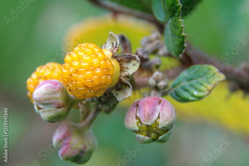 Unripe yellow berries on a bush in Cotacachi, Ecuador photo