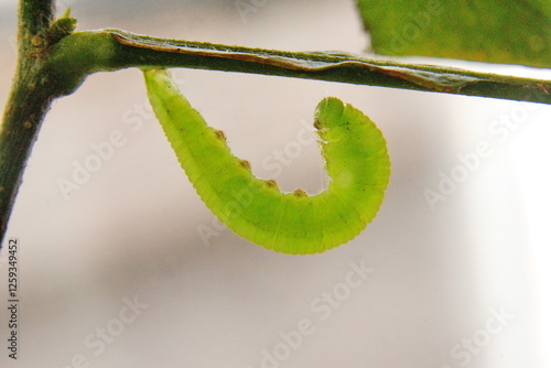 Green inchworm on a twig in Cotacachi, Ecuador photo