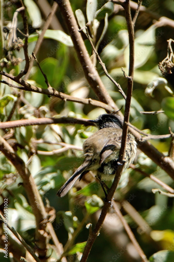 Bird perched in the bushes in Cotacachi, Ecuador Bird perched in the bushes in Cotacachi, Ecuador