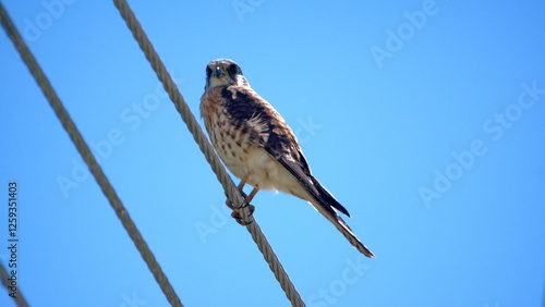 American kestrel (Falco sparverius) perched on a power line in Cotacachi, Ecuador