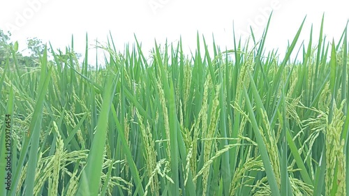 A vast expanse of lush green rice fields stretches across the landscape, swaying gently in the breeze under the soft sunlight.