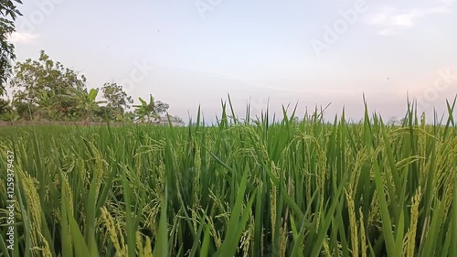 view of expansive green rice fields