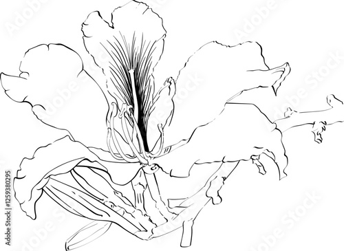 I like drawing pictures, I like birds, I like nature, everything looks beautiful.