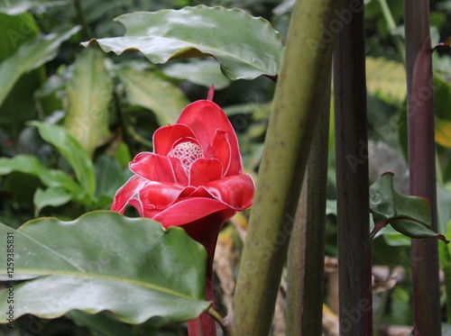 Flor roja exótica