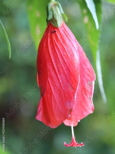 Flor roja colgante