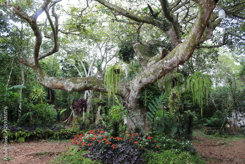 árbol enorme