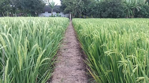 Fields of rice that are still green