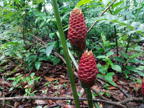 Roots of Wellness: Exploring Bitter Ginger