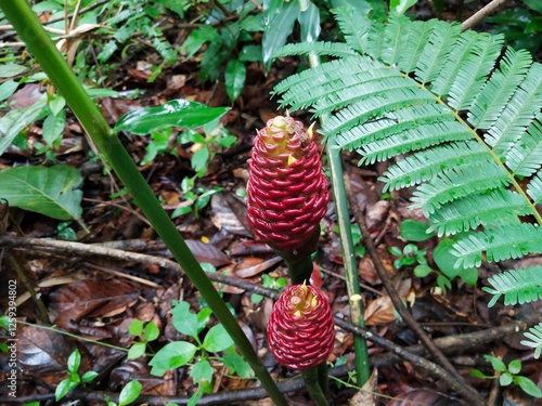Nature's Pharmacy: The Wild Bitter Ginger Plants Taken From Above