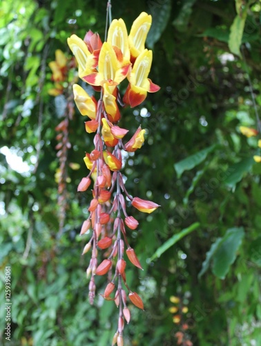 Flores colgantes