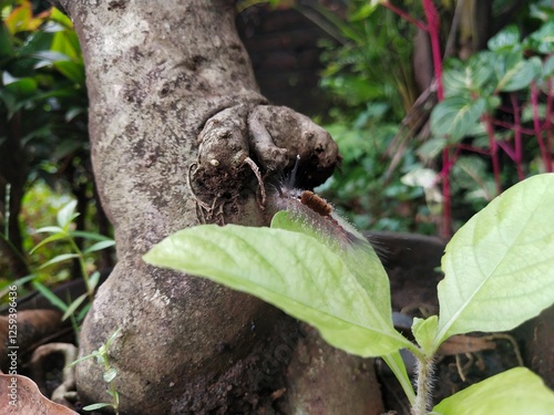 A Caterpillar Sitting on Leaves Proceeding To Climb Into Nearby Flower Stem