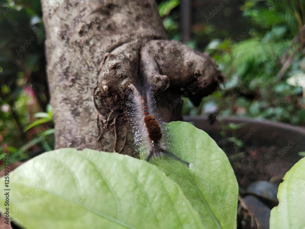 Fototapeta premium A Close-Up of a Sycamore Tussock Moth Caterpillar Crawling Down From The Tree To The Leaves