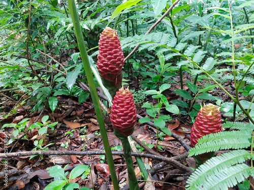 three of bitter ginger fruit shoot growing wild in the forest