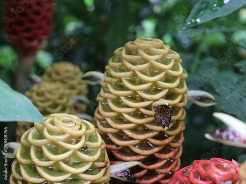 Flores tropicales